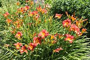 70 - Butchard Gardens  - IMG_1668